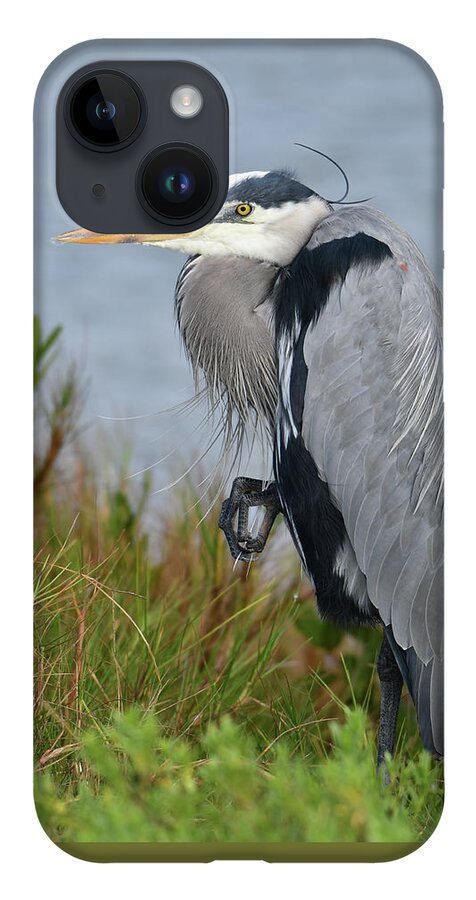 Blue Heron iPhone 14 Case featuring the photograph Classy Blue Heron by Artful Imagery