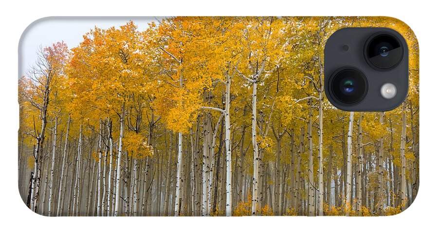 Aspens iPhone 14 Case featuring the photograph Colorado Aspens by Chuck Jason