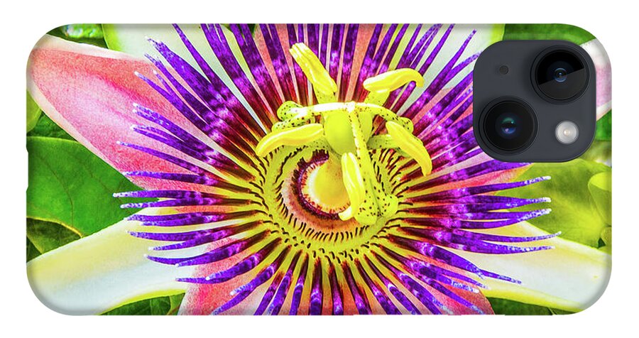 Atlantic iPhone 14 Case featuring the photograph Colorful Passiflora Flower of Bermuda by Jeff at JSJ Photography