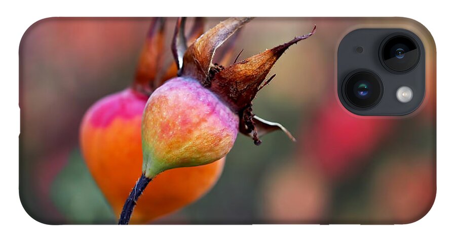 Rose Hips iPhone 14 Case featuring the photograph Colorful Rose Hips by Rona Black