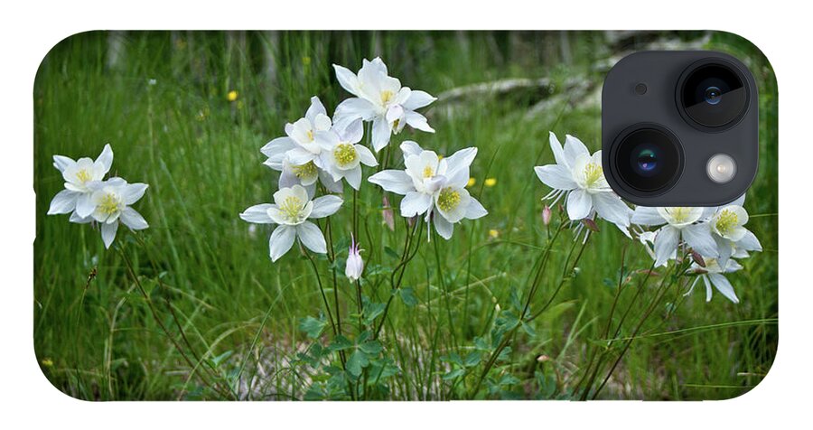  iPhone 14 Case featuring the photograph Columbines #3 by John Strong