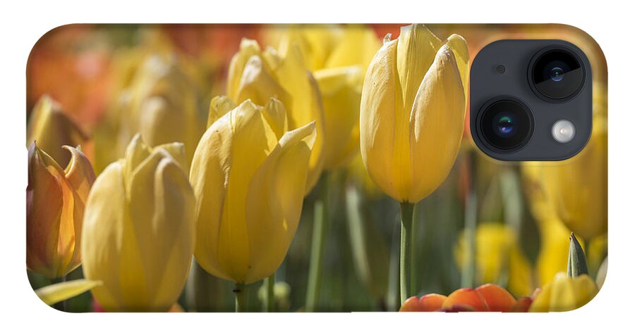 Tulipa iPhone Case featuring the photograph Coming up Tulips by Jeanne May