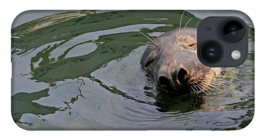 Seal.cape Cod iPhone 14 Case featuring the photograph Contentment by Paula Guttilla