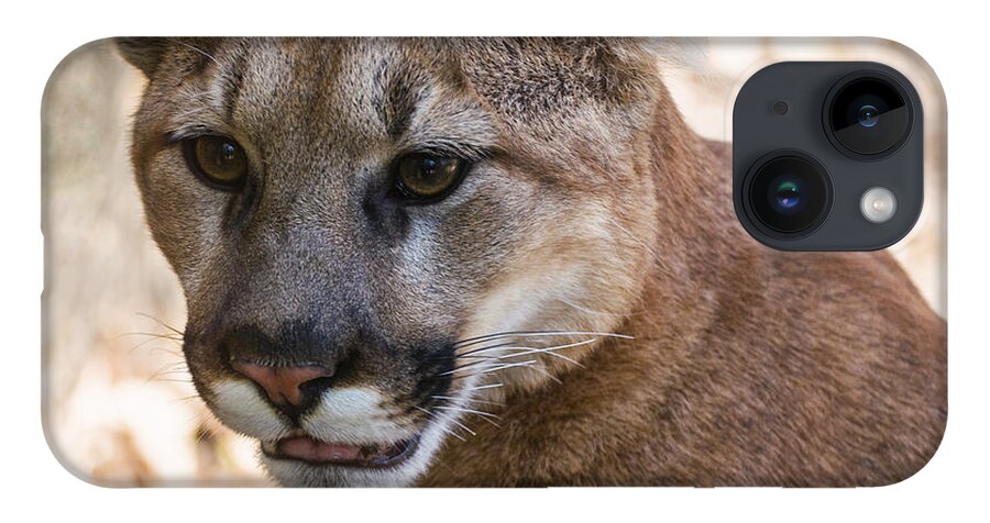 Cougar iPhone 14 Case featuring the photograph Cougar Portrait by Flees Photos