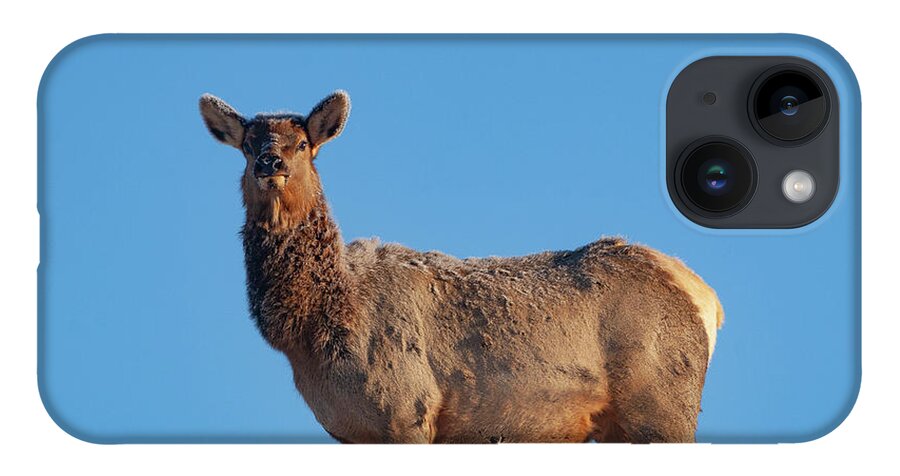 Mark Miller Photos iPhone 14 Case featuring the photograph Cow Elk Frost and Blue Sky by Mark Miller