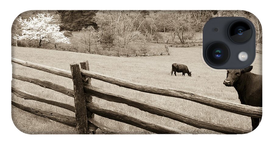North Carolina iPhone 14 Case featuring the photograph Cow Looking Over Split Rail Fence on the Blue Ridge Parkway by John Harmon