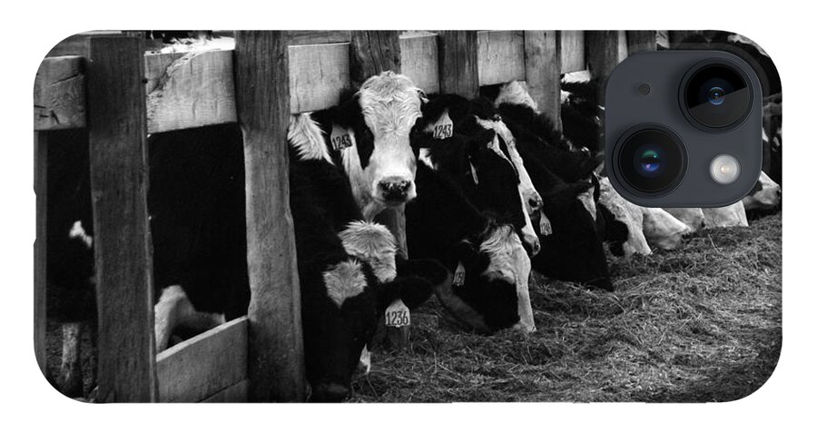 Cows iPhone 14 Case featuring the photograph Cows in Black and White by Angie Tirado