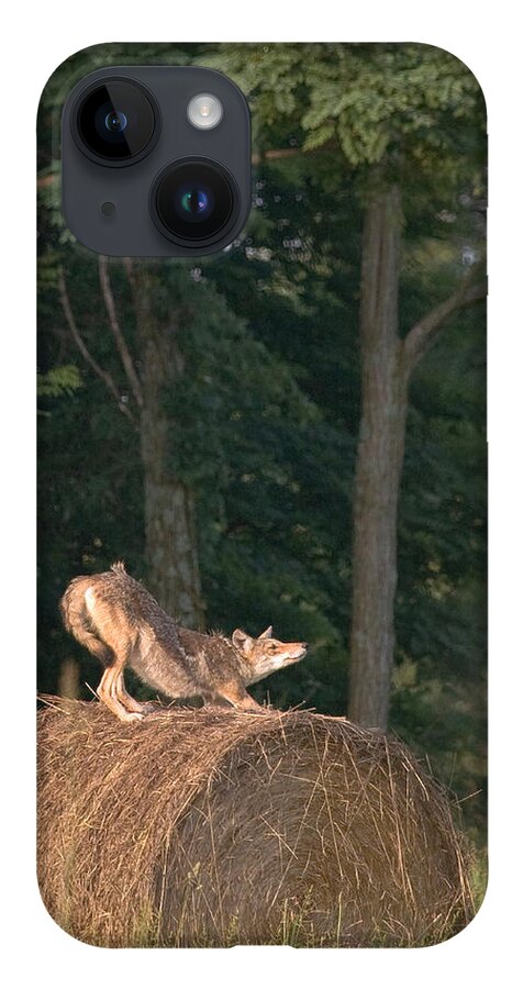 Coyote iPhone 14 Case featuring the photograph Coyote Stretching on Hay Bale by Michael Dougherty
