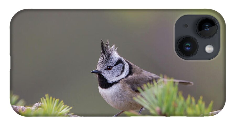 Crested iPhone Case featuring the photograph Crested Tit Pine by Pete Walkden
