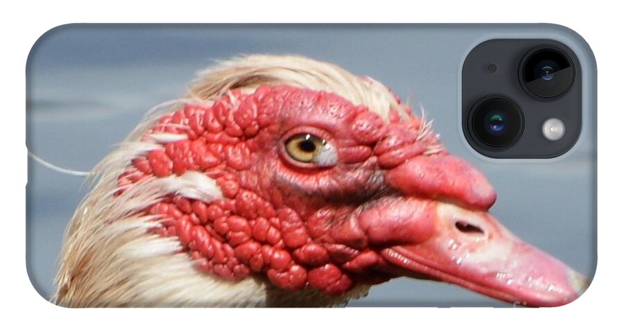 Geese iPhone 14 Case featuring the photograph Crying Goose by Dani McEvoy