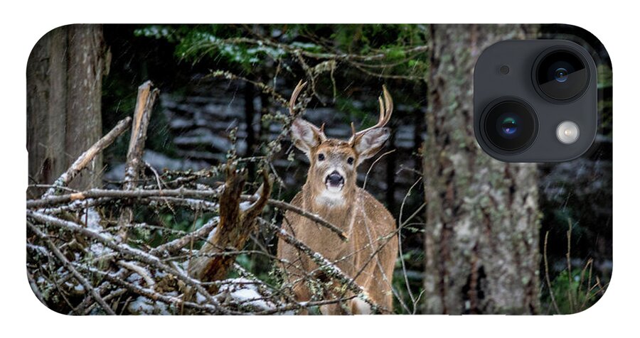 Wildlife iPhone 14 Case featuring the photograph Curious Buck by Lester Plank