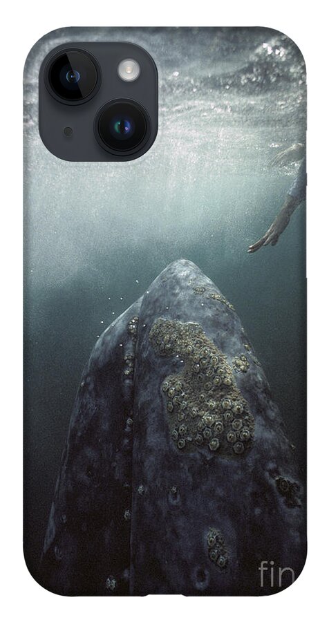 00143390 iPhone 14 Case featuring the photograph Curious Gray Whale and Tourist by Tui De Roy