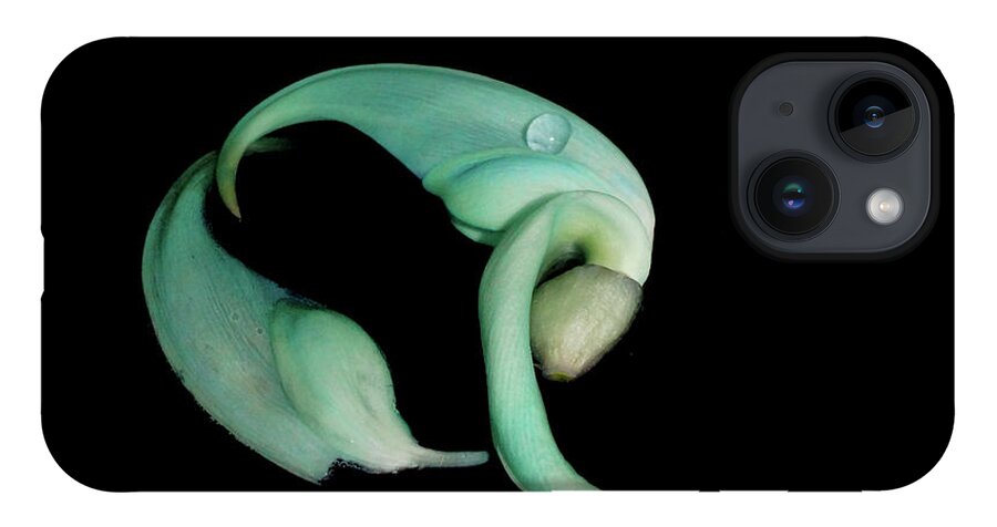Jade Vine iPhone 14 Case featuring the photograph Curled Together by Cate Franklyn