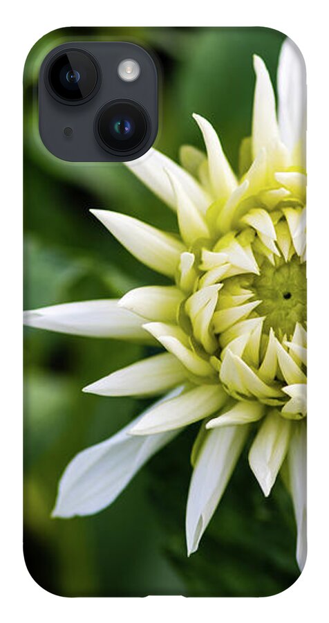 Dahlia Cactus Tall White iPhone 14 Case featuring the photograph Dahlia Cactus Tall White by Torbjorn Swenelius