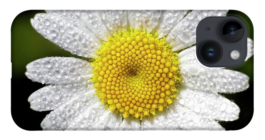 Kansas iPhone 14 Case featuring the photograph Daisy and Dew by Rob Graham