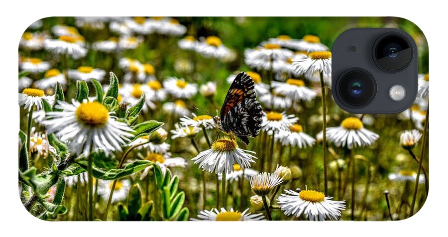 Butterfly iPhone 14 Case featuring the photograph Daisy has Company by Michael Brungardt