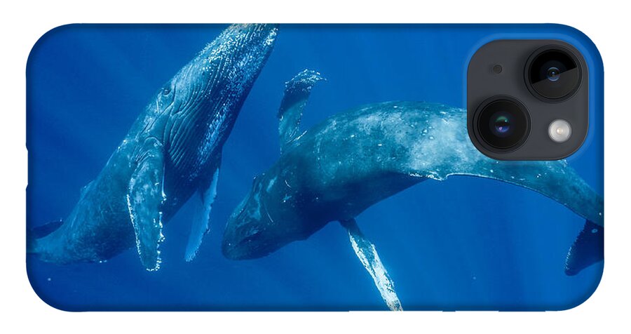 00513190 iPhone Case featuring the photograph Dancing Humpback Whales by Flip Nicklin