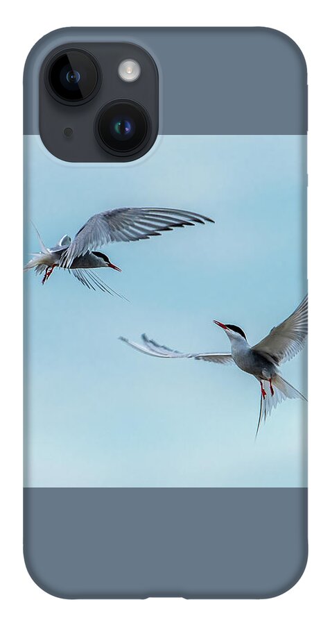 Flying Common Terns iPhone 14 Case featuring the photograph Dancing Terns by Torbjorn Swenelius