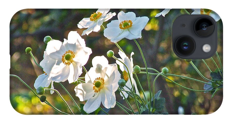 Anemones iPhone 14 Case featuring the photograph Dappled Sunlight by Janis Senungetuk