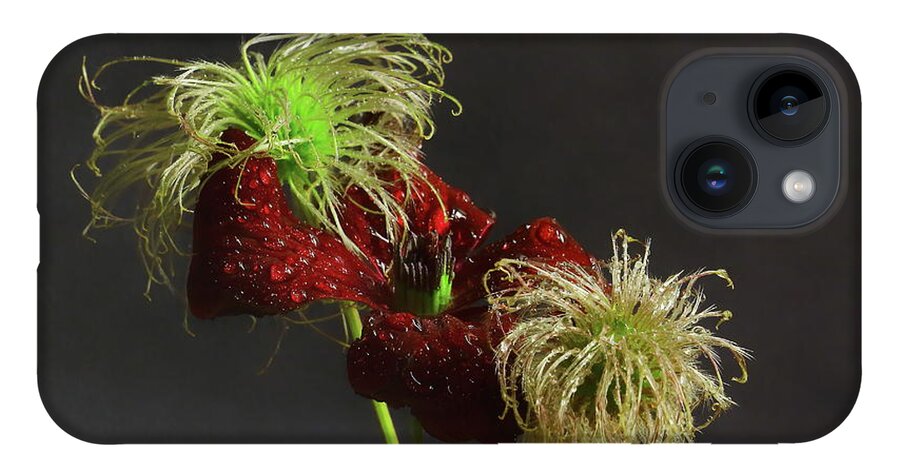 Clematis iPhone 14 Case featuring the photograph Deep Red Clematis and Seed Head by Jeff Townsend