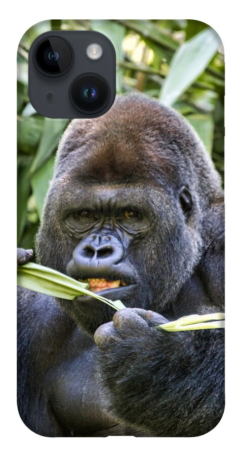 Gorilla iPhone 14 Case featuring the photograph Do You Mind by Brad Granger