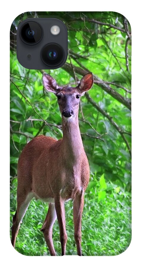 Wildlife iPhone 14 Case featuring the photograph Doe and Cardinal by John Benedict