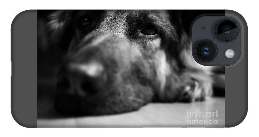 Tired iPhone Case featuring the photograph Dog Eyes Always Watching by Frank J Casella