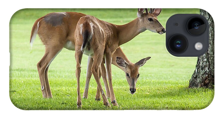 Deer iPhone 14 Case featuring the photograph Double Deer by Cathy Kovarik