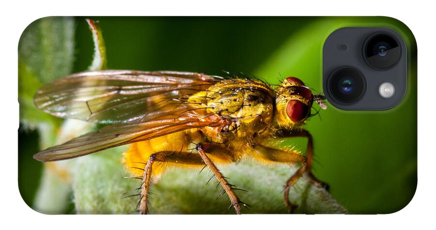 Insect iPhone 14 Case featuring the photograph Dung Fly on Leaf by Jeff Phillippi