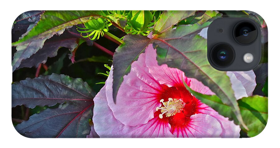 Hibiscus iPhone 14 Case featuring the photograph Early August Hibiscus 2 by Janis Senungetuk
