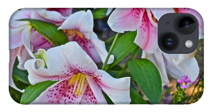 Lilies iPhone 14 Case featuring the photograph Early August Tumble of Lilies by Janis Senungetuk