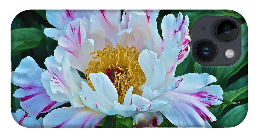 Peonies iPhone 14 Case featuring the photograph Early June Peonies by Janis Senungetuk