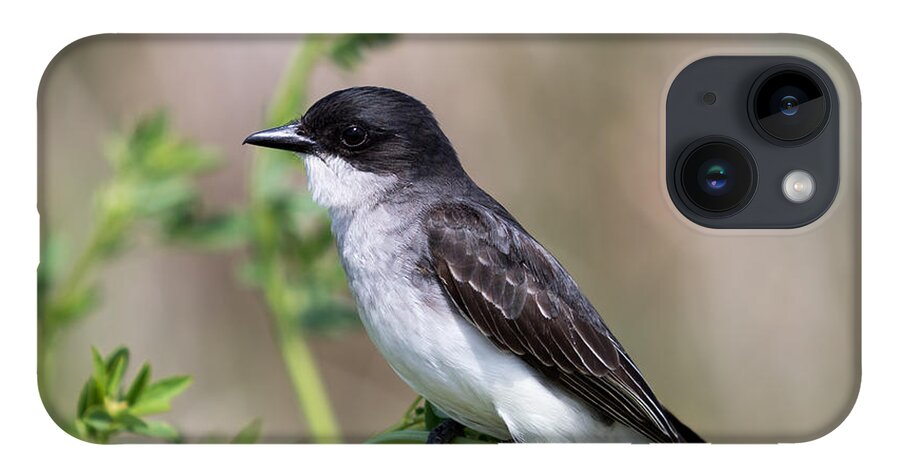 Art iPhone 14 Case featuring the photograph Eastern Kingbird by Phil Spitze