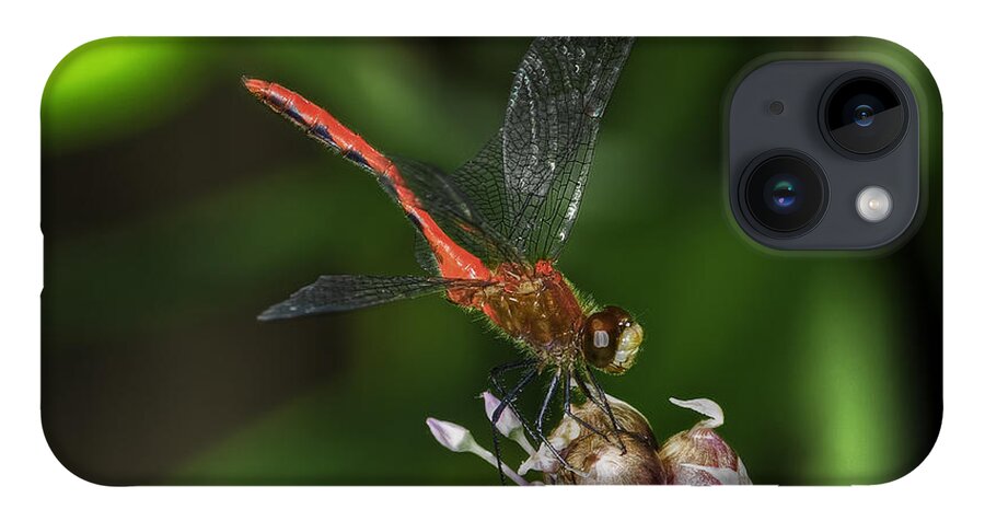 Dragonfly iPhone 14 Case featuring the photograph Eliza Skimmer by Gary Shepard