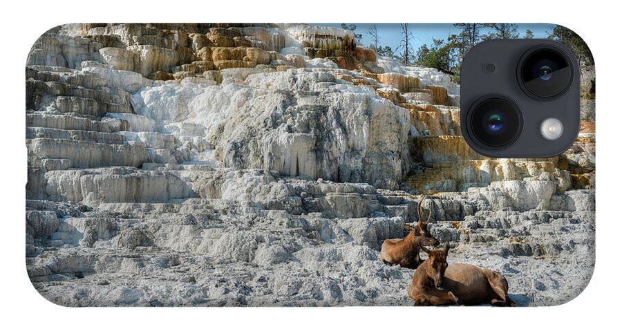 Mammoth Hot Springs iPhone 14 Case featuring the photograph Elk at Liberty Cap by Norman Reid