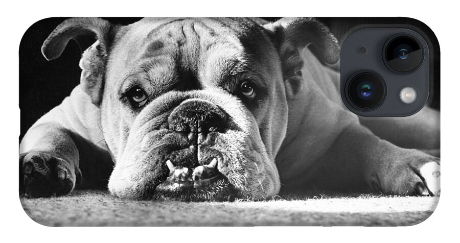 Animal iPhone Case featuring the photograph English Bulldog by M E Browning and Photo Researchers