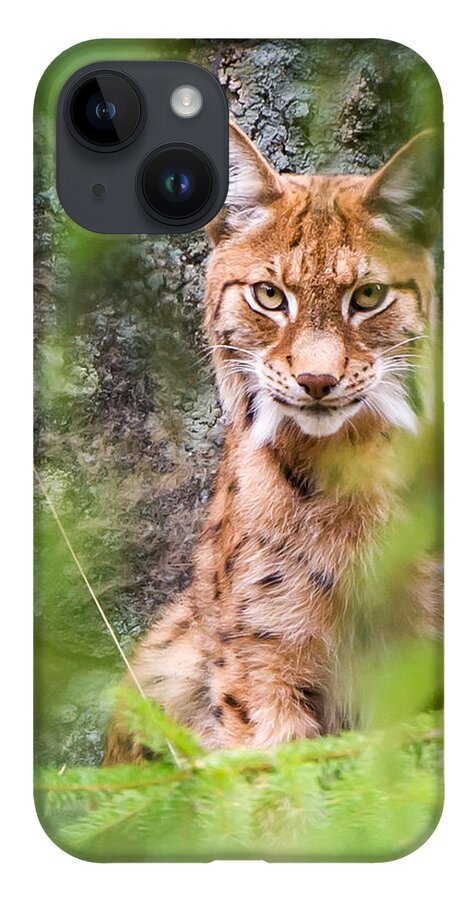 Eurasian Lynx iPhone 14 Case featuring the photograph Eurasian lynx by Torbjorn Swenelius