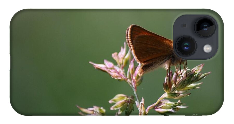 Butterfly iPhone Case featuring the photograph European Skipper by Randy Bodkins