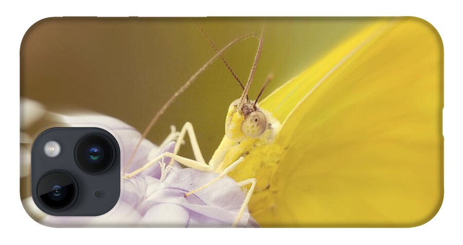 Eye Contact iPhone Case featuring the photograph Butterfly Eye Contact by Chris Scroggins