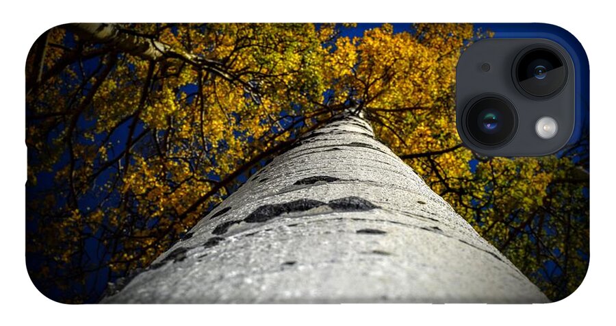 Aspen Tree iPhone 14 Case featuring the photograph Falling Up by Michael Brungardt