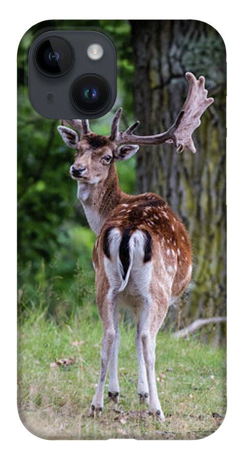 Fallow Deer iPhone Case featuring the photograph Fallow deer by Torbjorn Swenelius