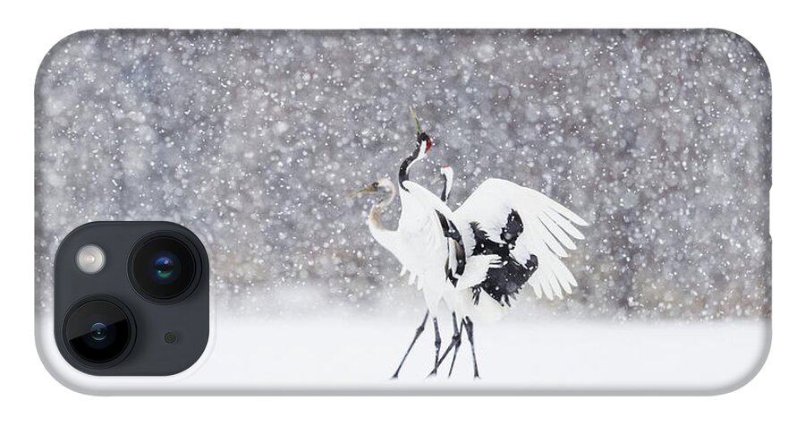 Kushiro Tancho 2016 iPhone 14 Case featuring the photograph Family Dance in the Snow by Yoshiki Nakamura