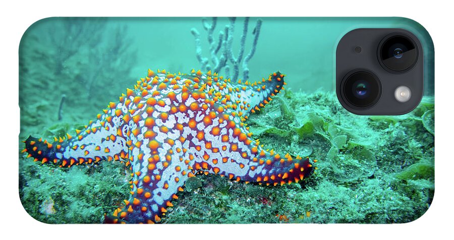 Coral Reef iPhone 14 Case featuring the photograph Fat Sea Star by Becqi Sherman