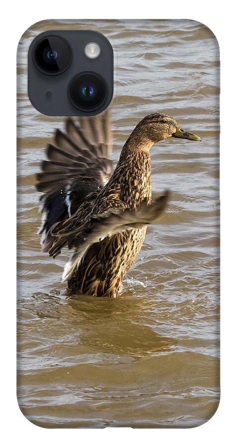 Jan Holden iPhone 14 Case featuring the photograph Female Mallard by Holden The Moment