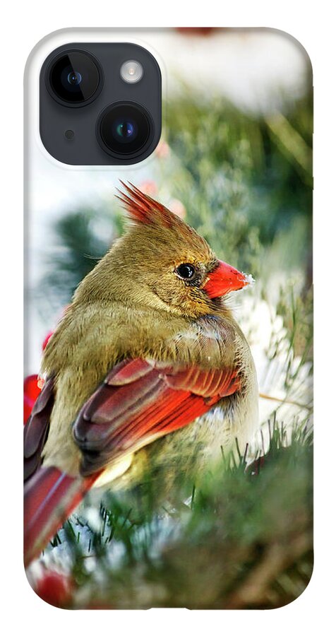 Cardinal iPhone 14 Case featuring the photograph Female Northern Cardinal by Christina Rollo