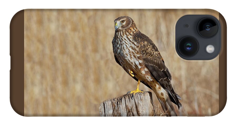 Adult iPhone 14 Case featuring the photograph Female Northern Harrier Standing on One Leg by Jeff Goulden