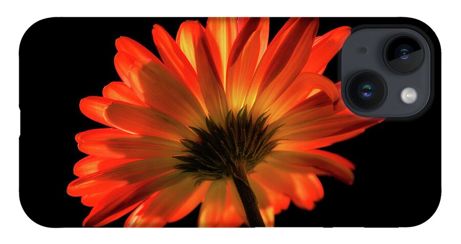 Gerber iPhone 14 Case featuring the photograph Fire Flower by Mary Jo Allen