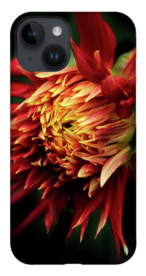 Dahlia iPhone 14 Case featuring the photograph Flaming Dahlia by Jessica Jenney
