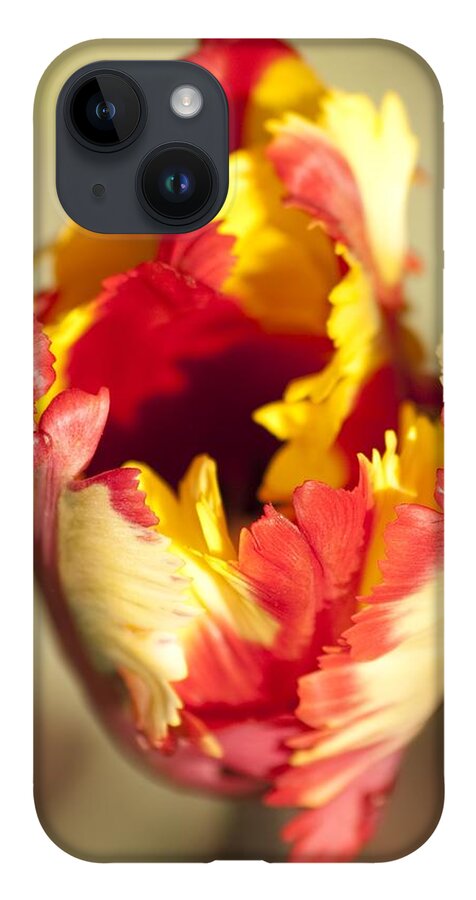 Flaming Parrot Tulip iPhone 14 Case featuring the photograph Flaming Parrot by Brad Granger