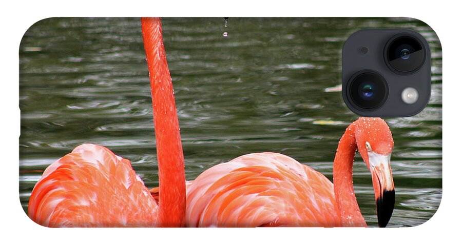 Flamingos iPhone 14 Case featuring the photograph Flamingos by Holly Ross